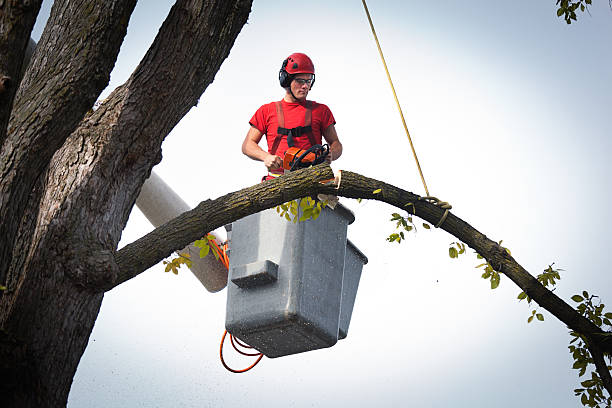 Large Tree Removal in Canton, PA